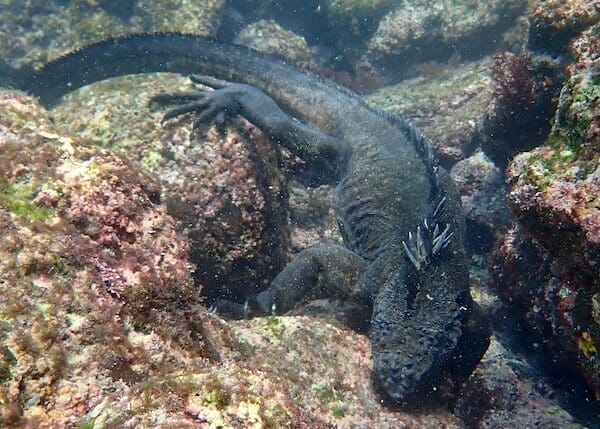 Amblyrhynchus cristatus