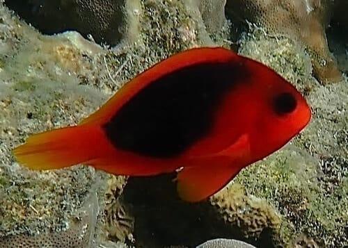 Amphiprion ephippium