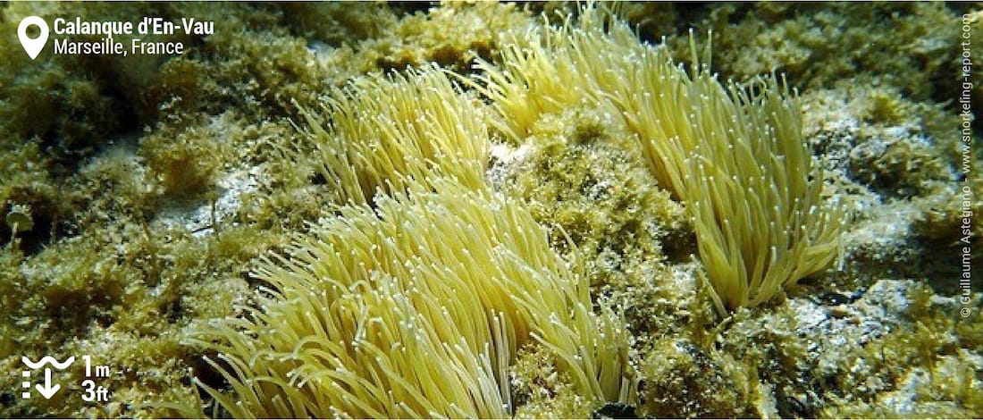 Anémones de mer à la Calanque d'En Vau