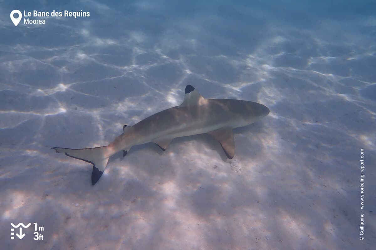 A blacktip reef shark.