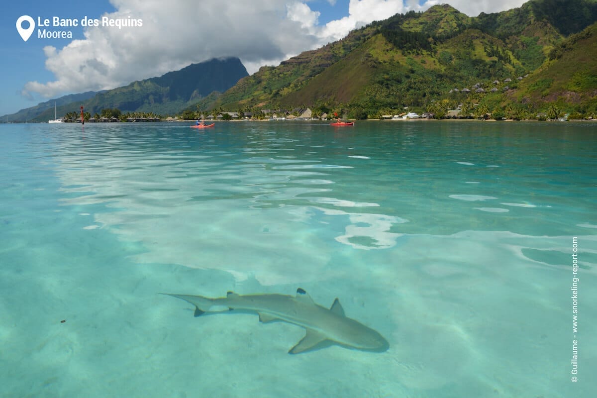 Moorea Sharks Sandbank.
