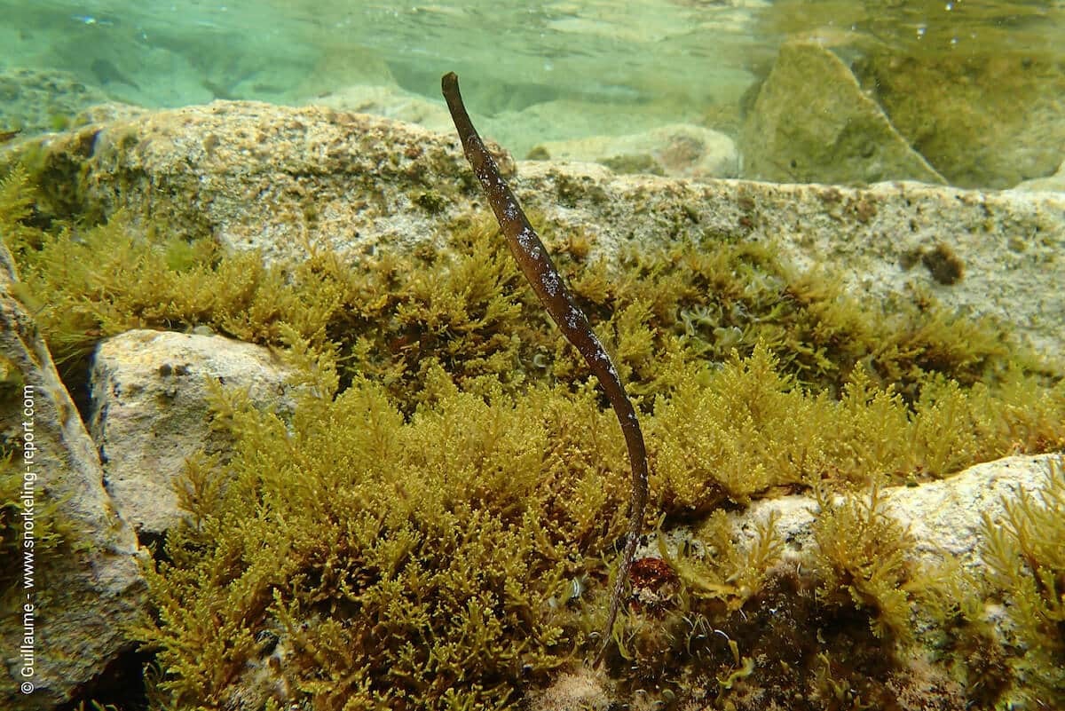 Broadnosed pipefish at Ile Rousse