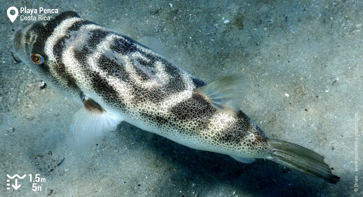 Bullseye puffer at Playa Penca