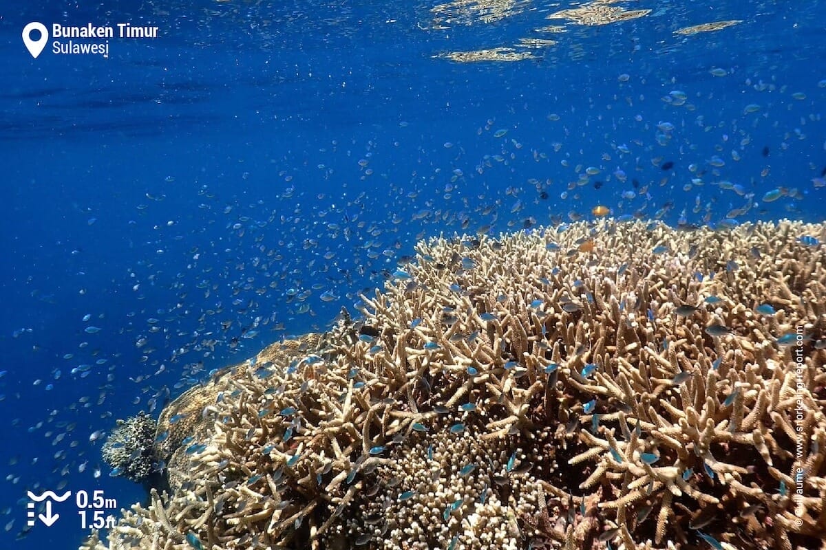 The reef drop off at Bunaken Timur.