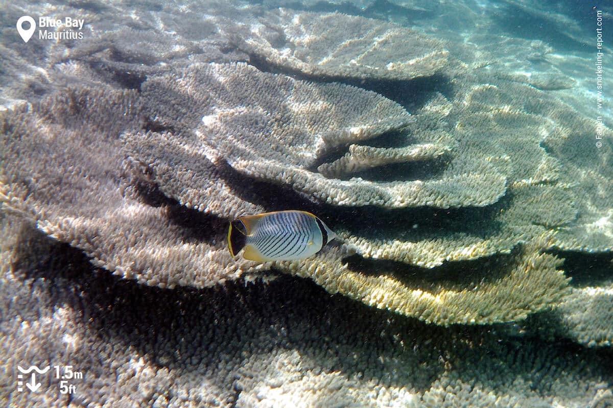 A chevron butterflyfish over table coral in Blue Bay lagoon.