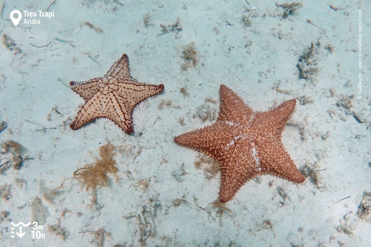 Sea stars in Tres Trapi