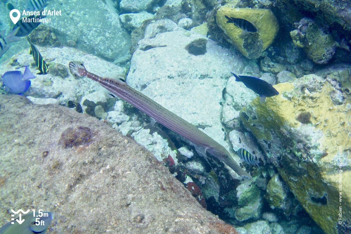 Caribbean trumpetfish