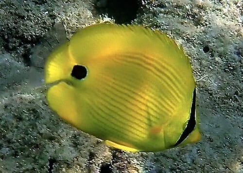 Chaetodon andamanensis
