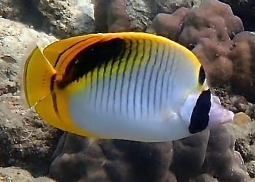 Chaetodon oxycephalus