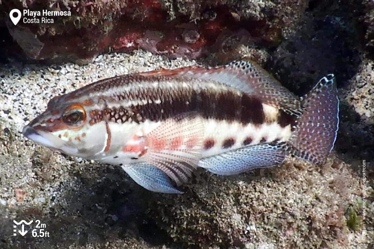 Barred serrano