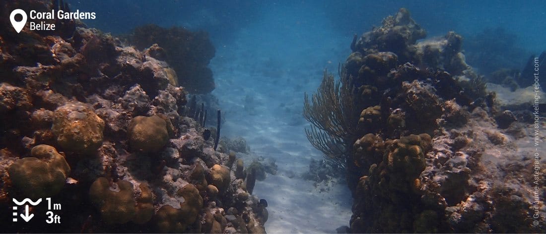 Coral reef at the Coral Garden, Belize