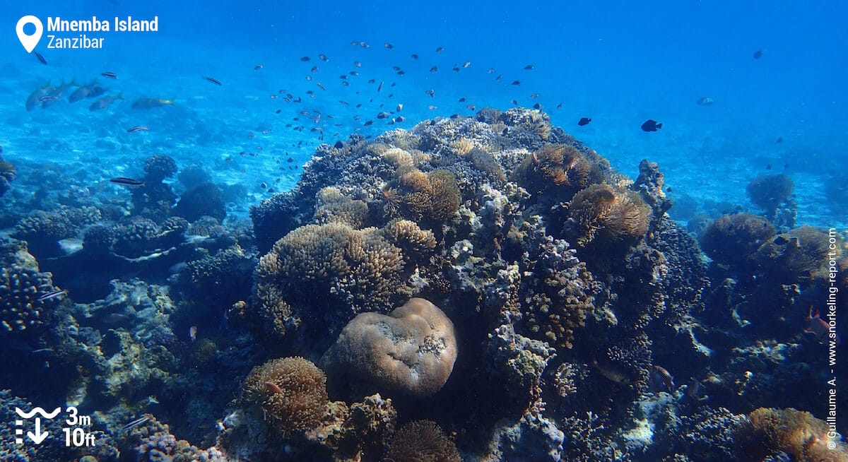 Mnemba Island's coral reef