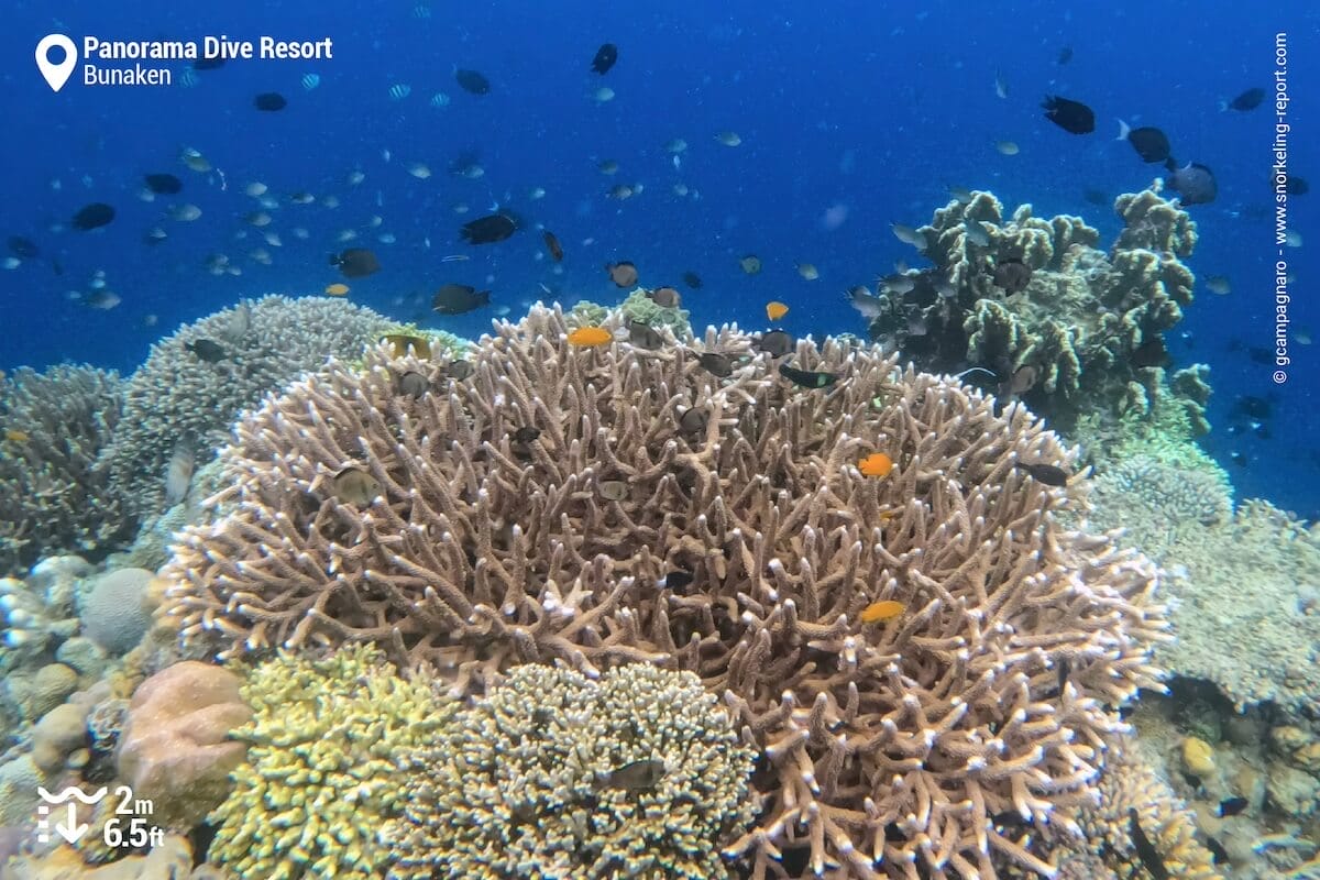 The coral reef at Panorama Resort