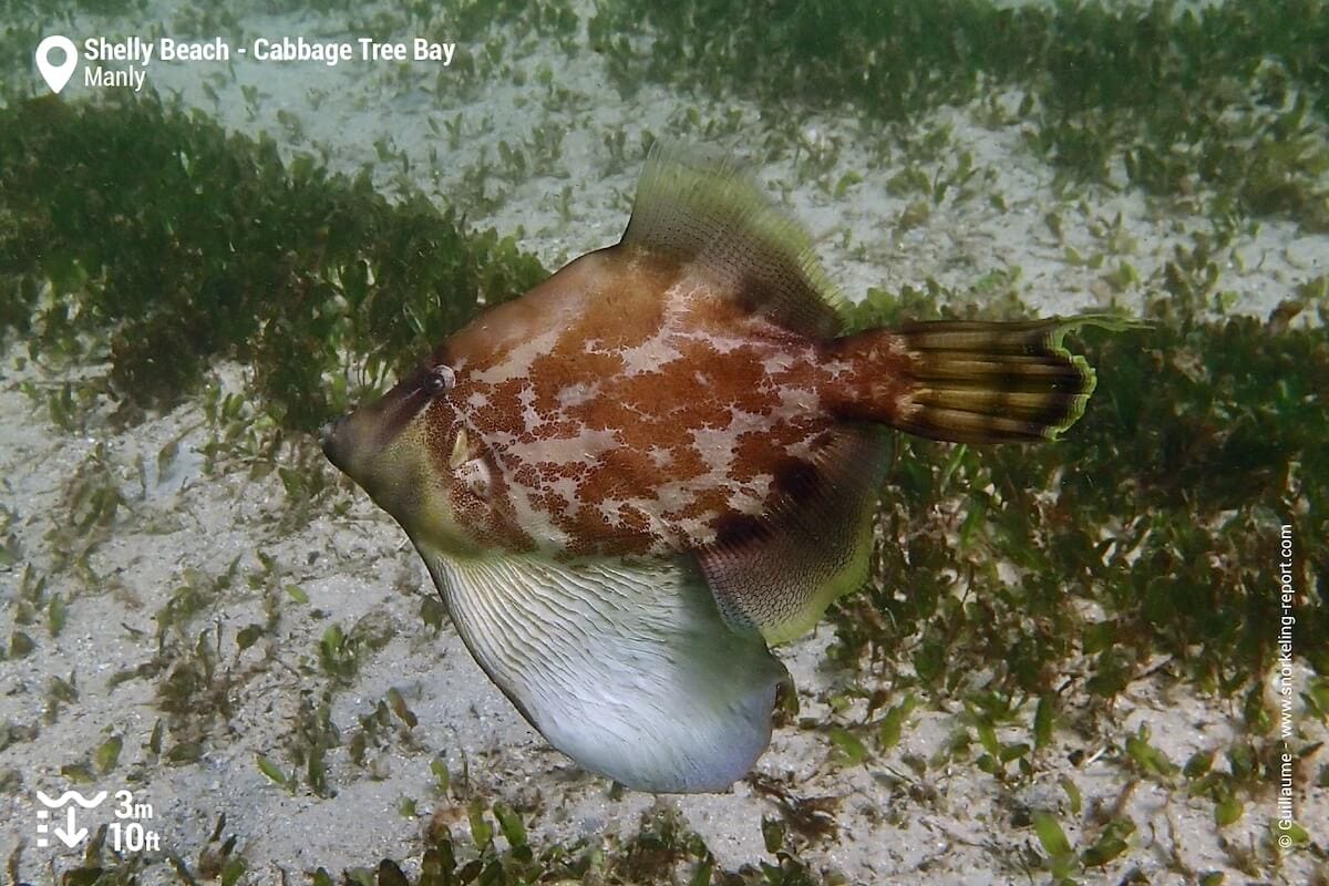Fan-bellied leatherjacket at Shelly Beach