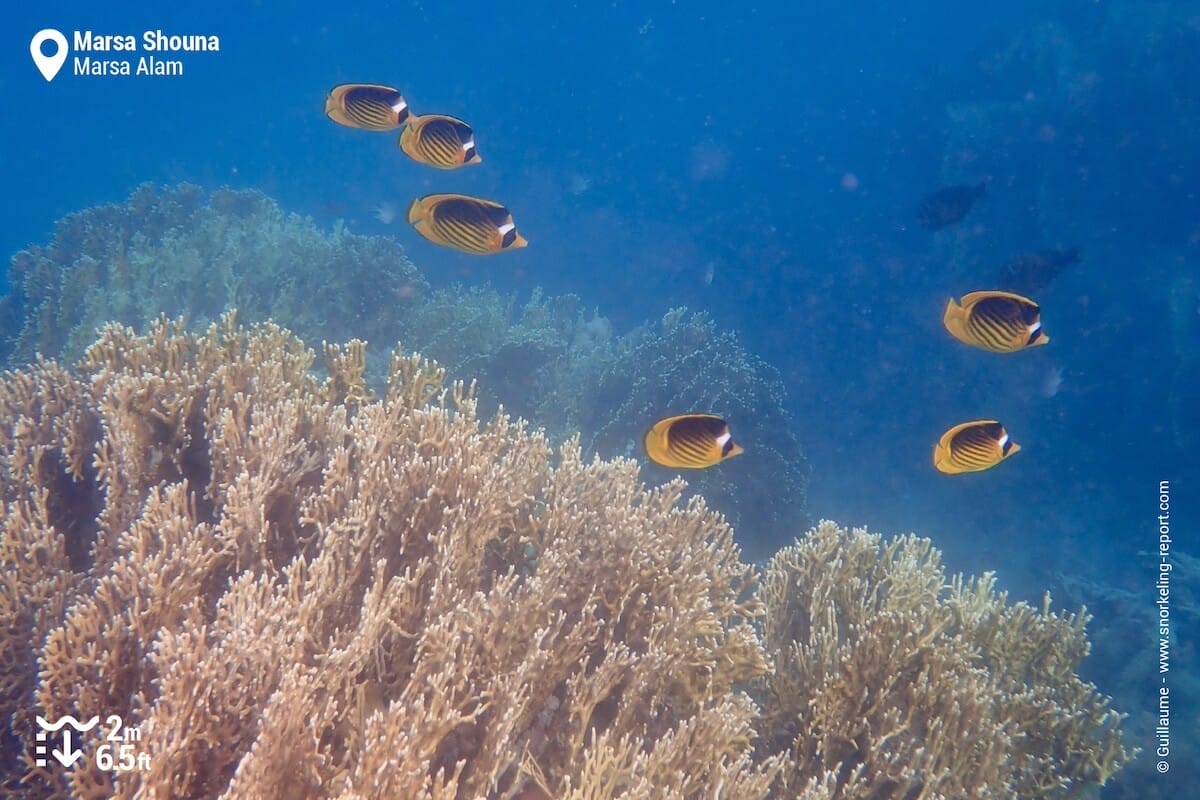Coral reef at Marsa Shouna