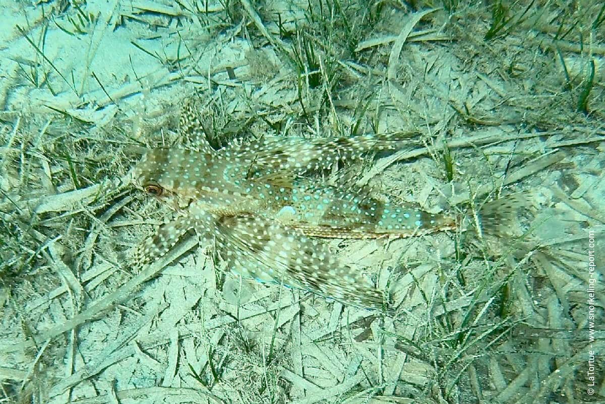 Flying gurnard in Rondinara