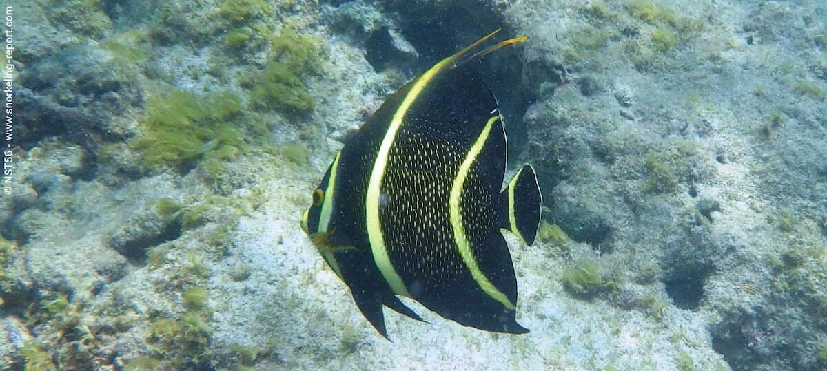 French angelfish in Antigua