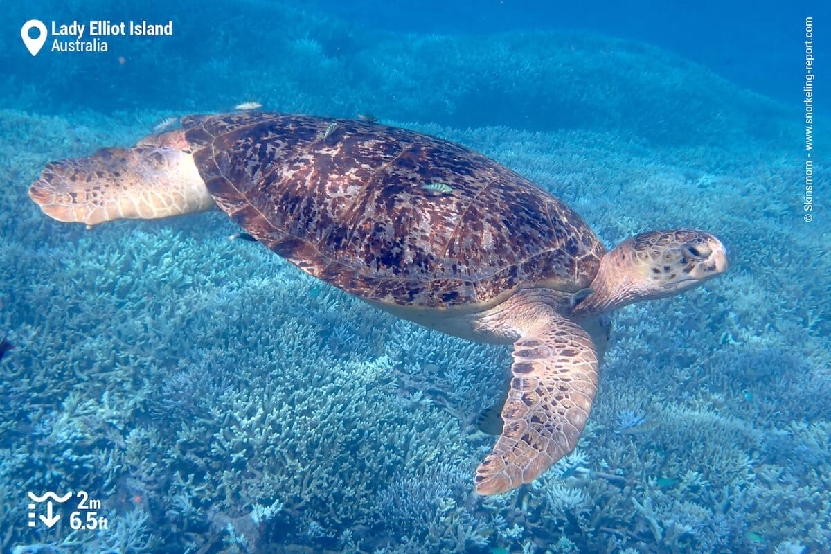 Green sea turtle at Lady Elliot Island