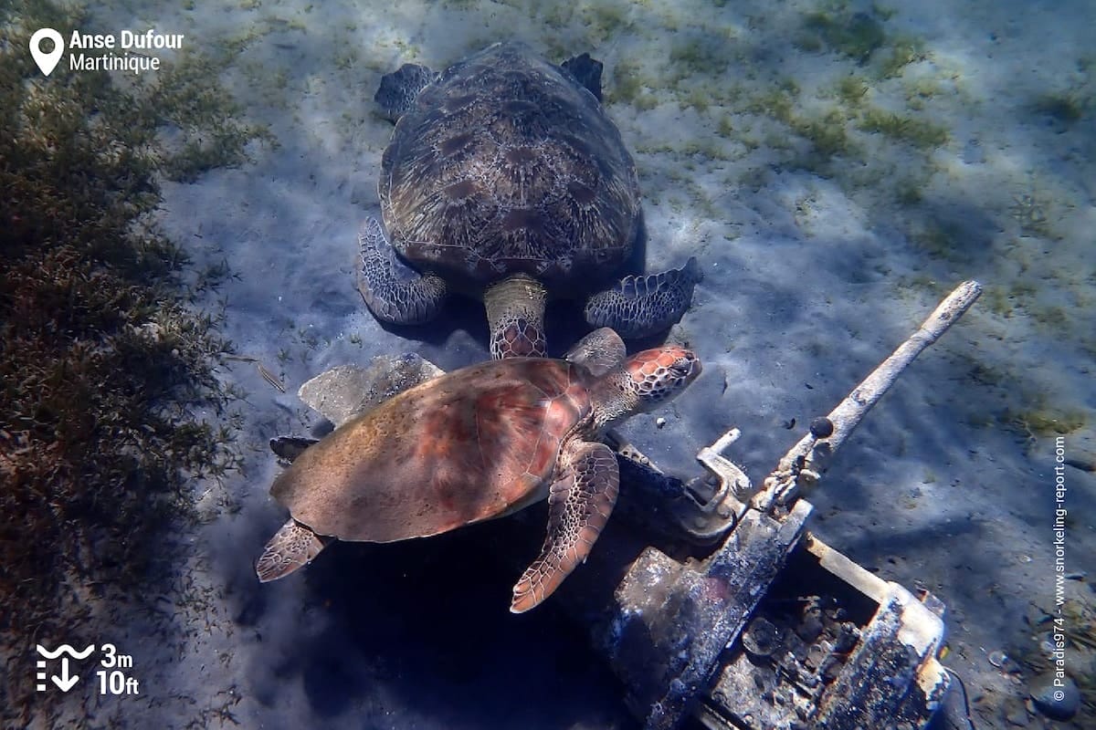 A pair of green sea turtles at Anse Dufour.