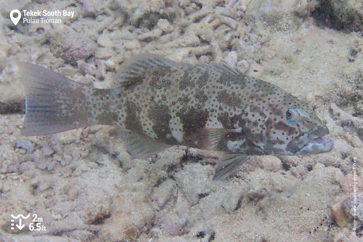 Grouper in Tekek