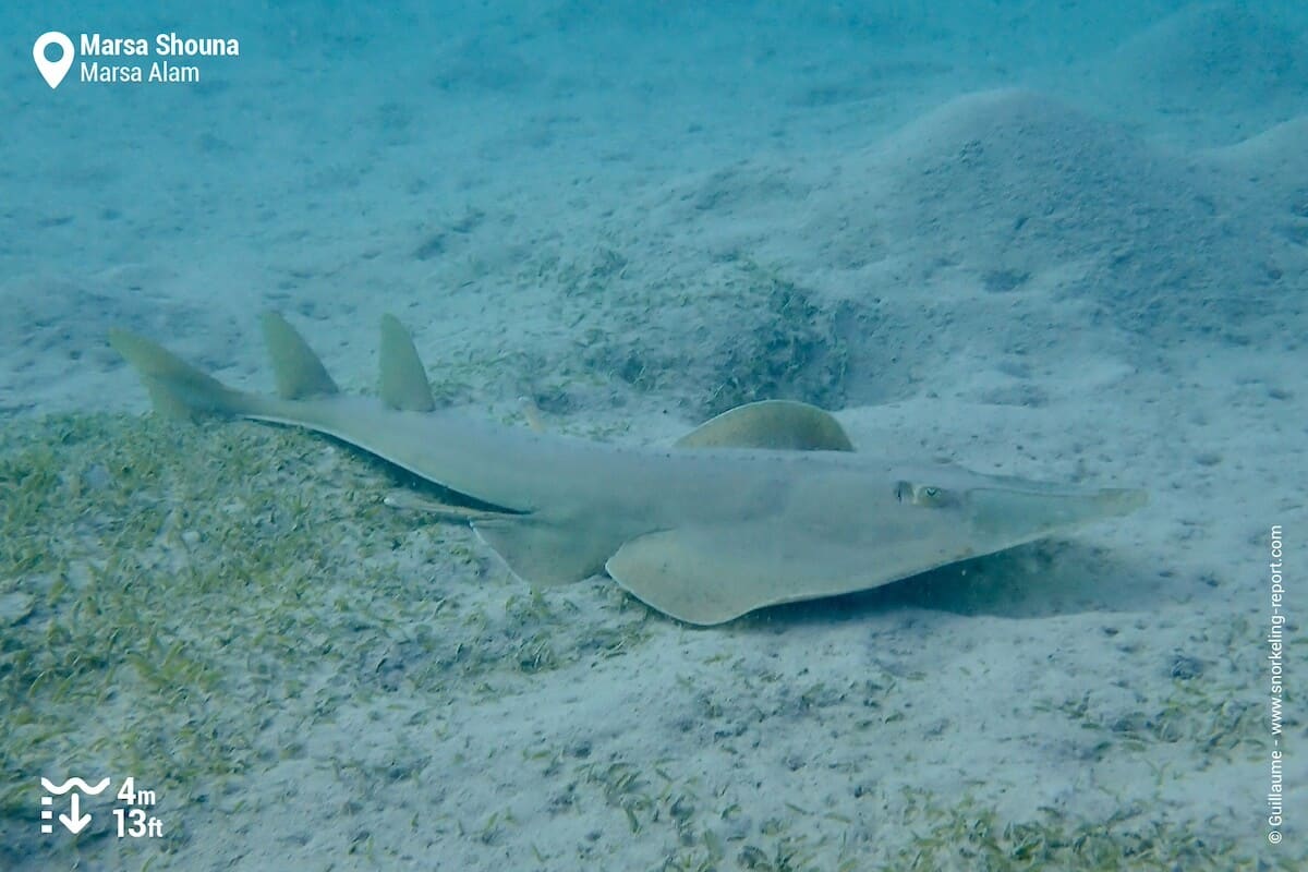 Guitarfish at Marsa Shouna