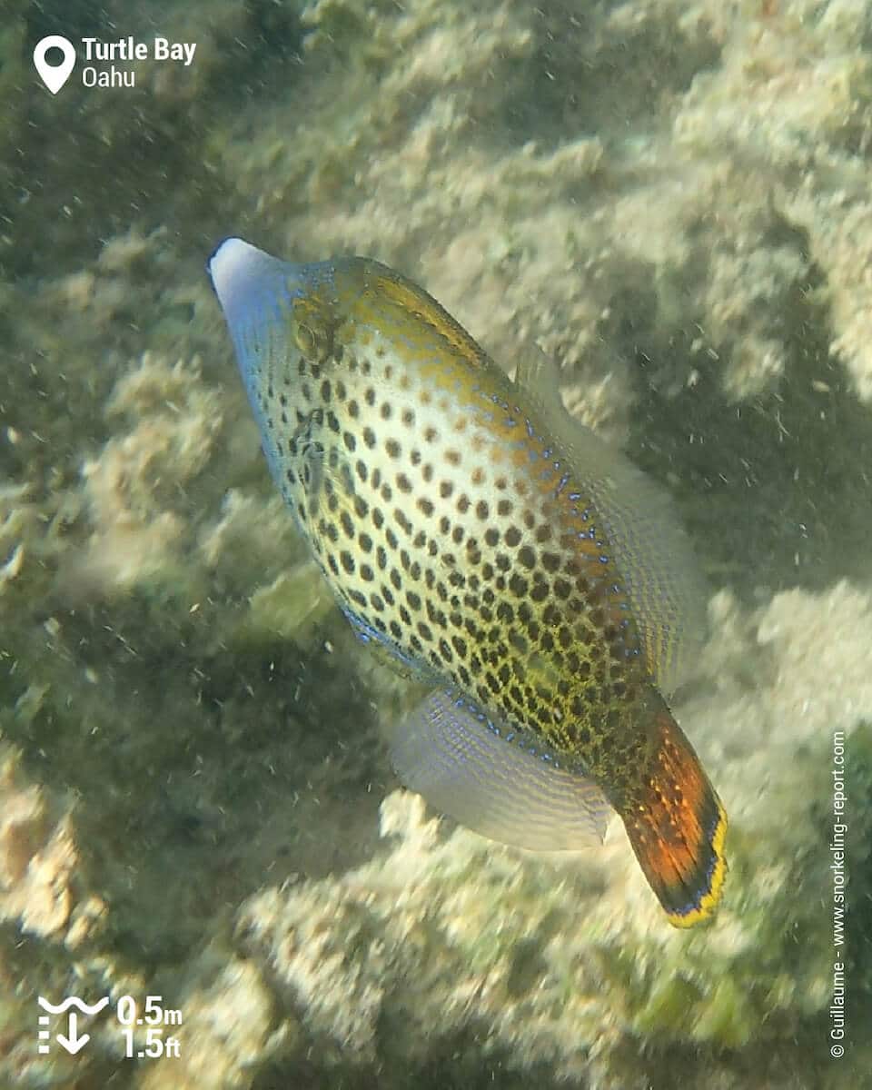 Hawaii filefish in Oahu