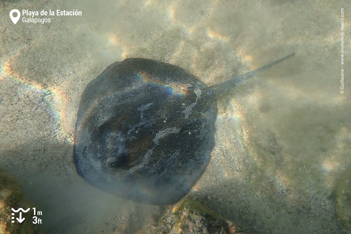 Diamond stingray at Playa de la Estacion