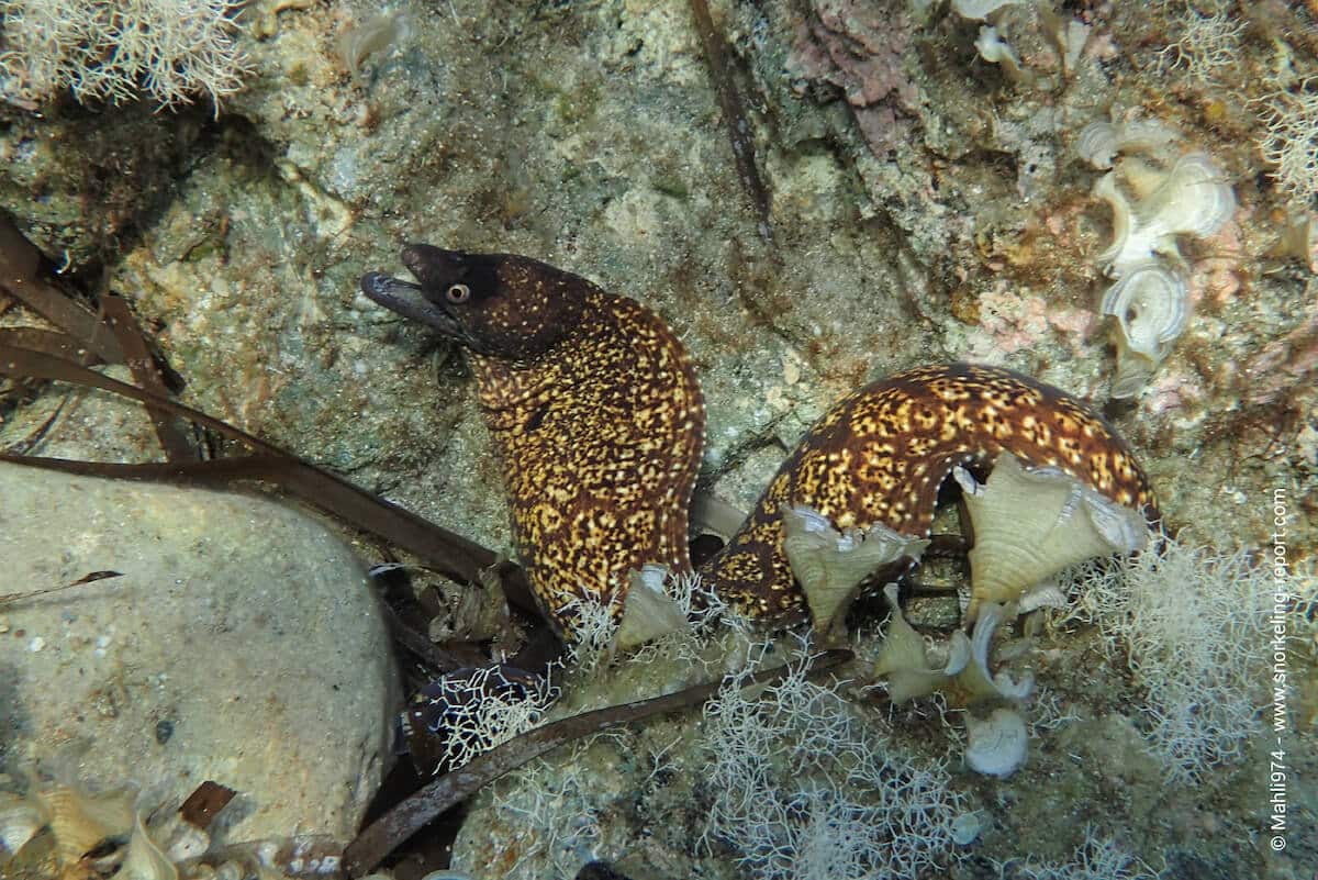 A Mediterranean moray in Cap Corse