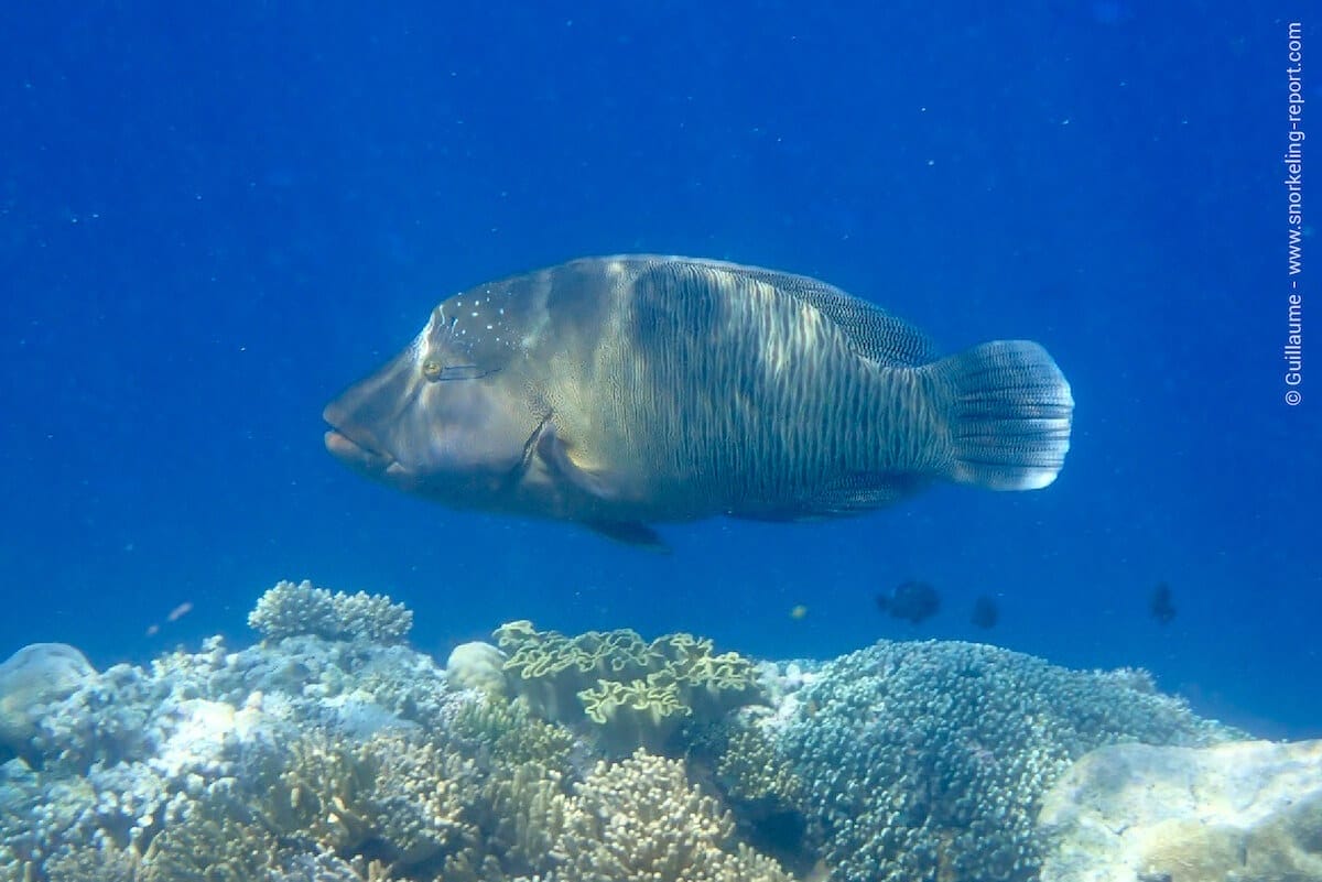Napoleon wrasse at Wakatobi Resort's house reef