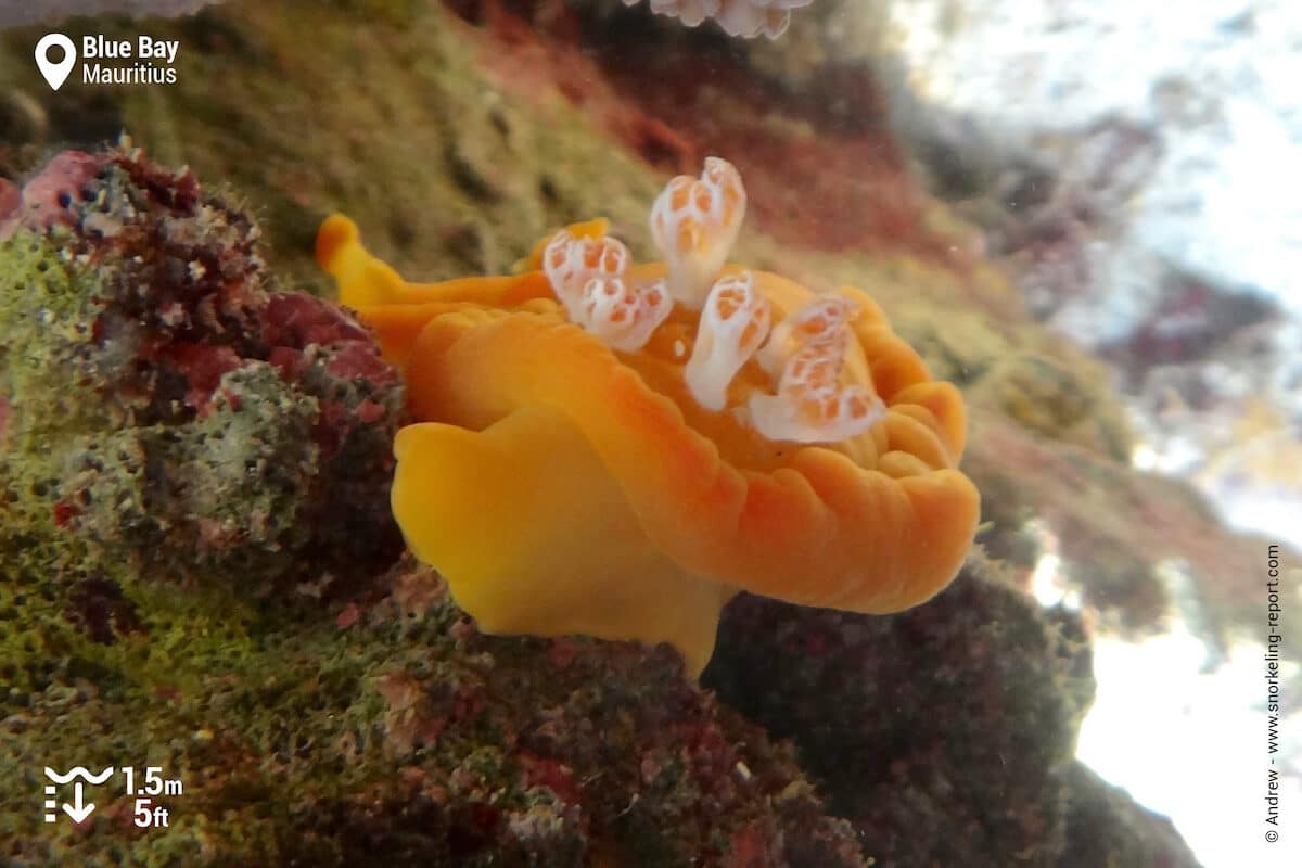 Nudibranch in Blue Bay