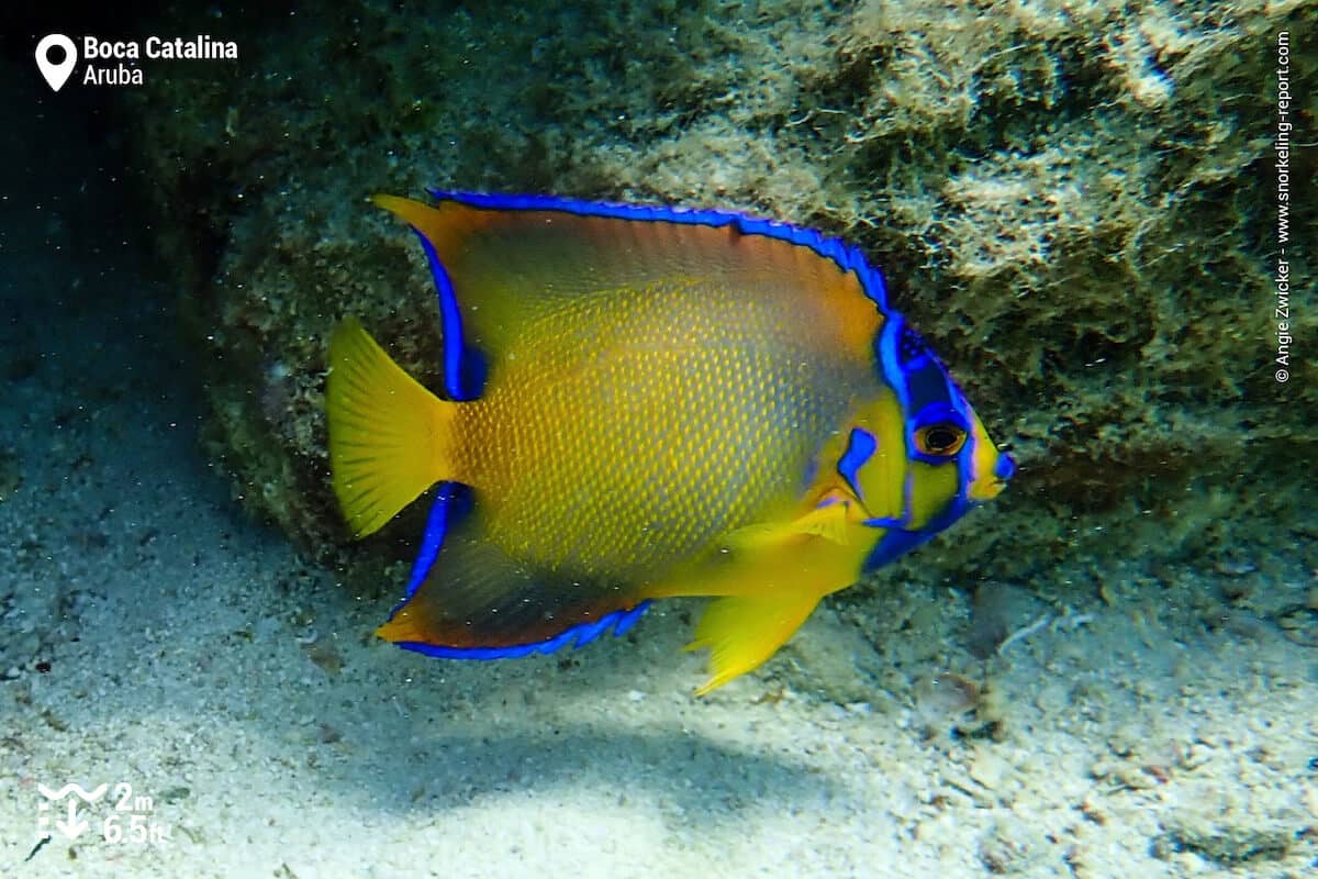 Juvenile Queen angelfish in Boca Catalina