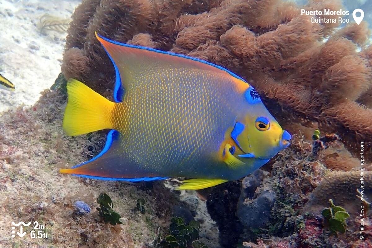 Queen angelfish at Puerto Morelos, Mexico