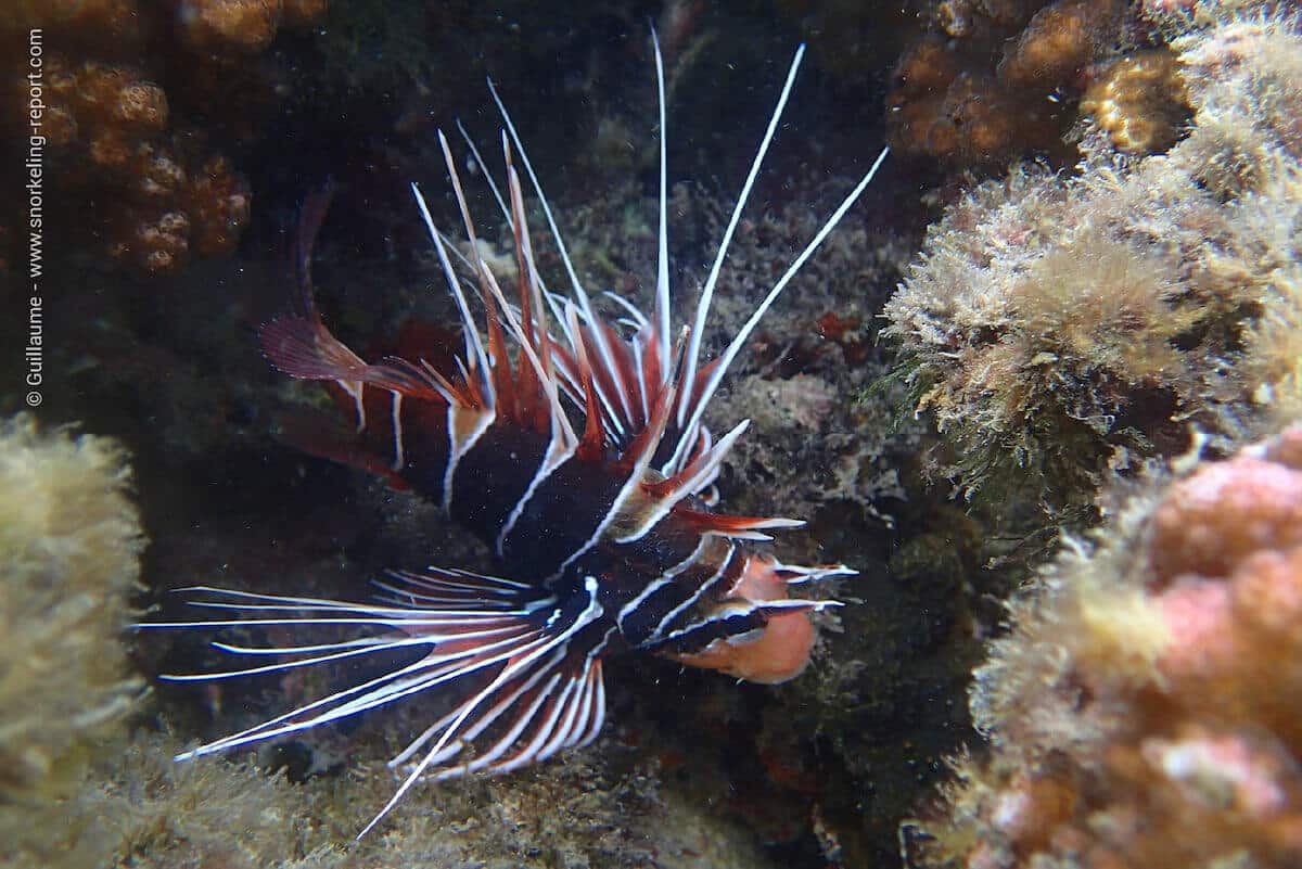 Radial scorpionfish at Muto Ofetaro, Raiatea