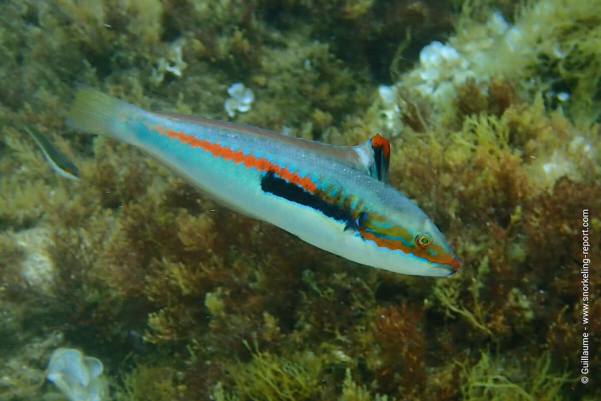 A Mediterranean rainbow wrasse in the Lavezzi Islands