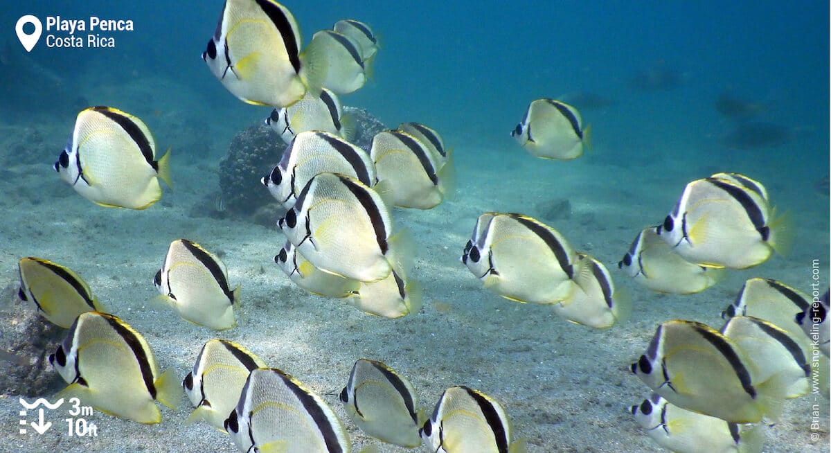 School of blacknosed butterflyfish