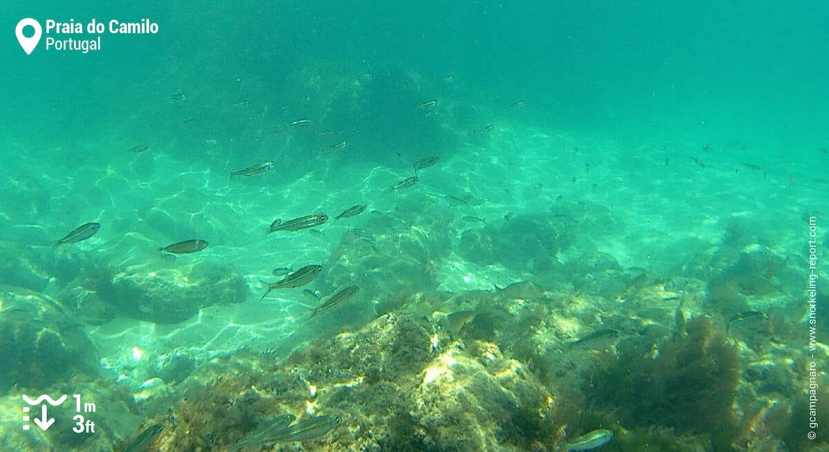 School of silver fish at Praia do Camilo