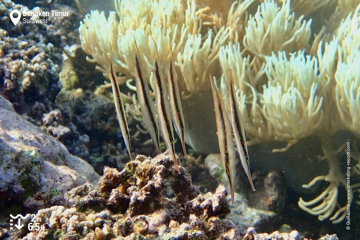 School of Razorfish at Bunaken, Indonesia