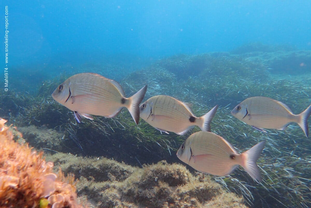 School of Sargo over seagrass meadow at Palombaggia