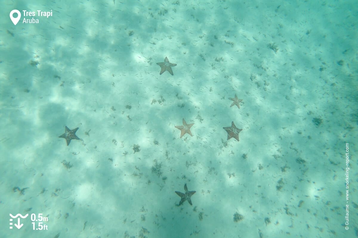 Tres Trapi sea stars seen from the surface.