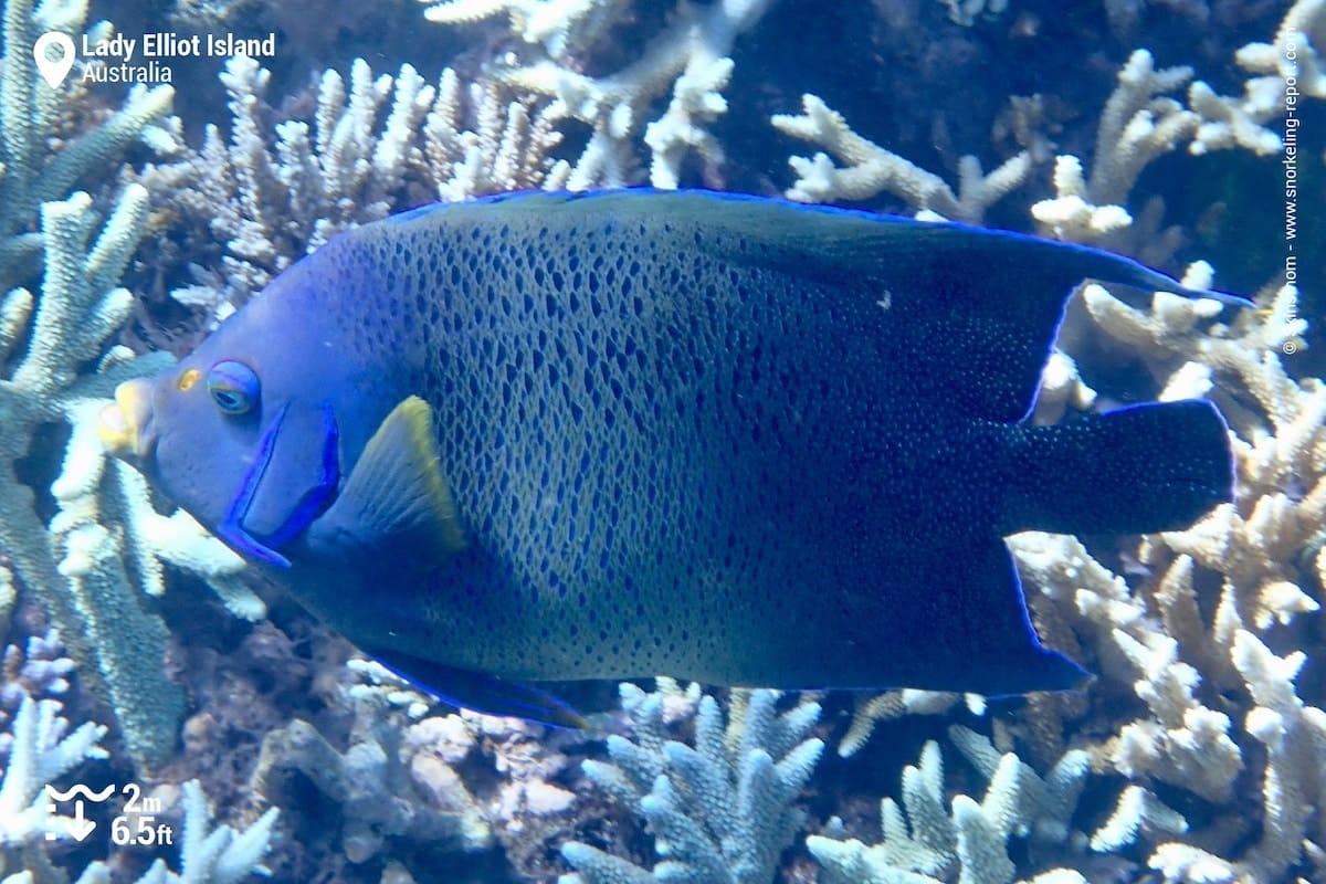 Semicircle angelfish at Lady Elliot Island