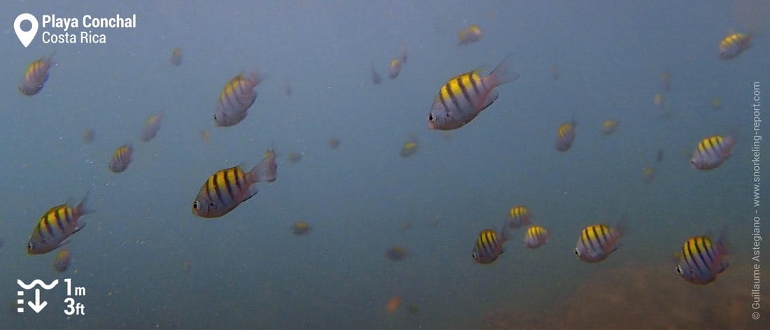 Sergeant major at Playa Conchal