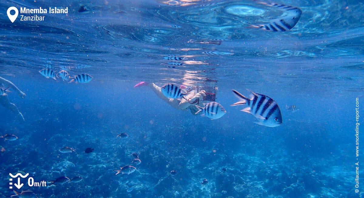 Snorkeler among sergeants in Mnemba