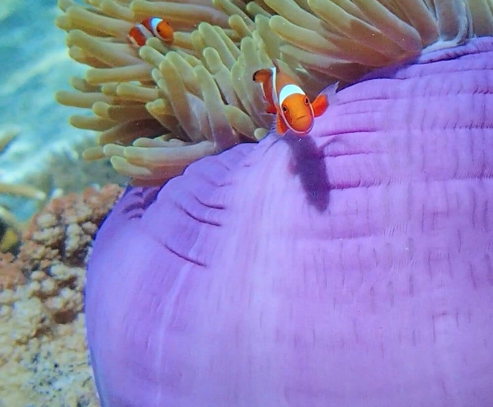 Snorkeling with clownfish