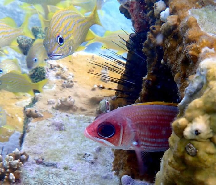 Grand Anse Artificial Reef