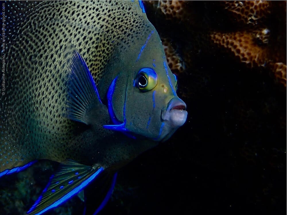 Snorkeling avec des poissons-anges