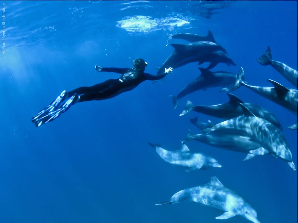 Snorkeling avec des dauphins