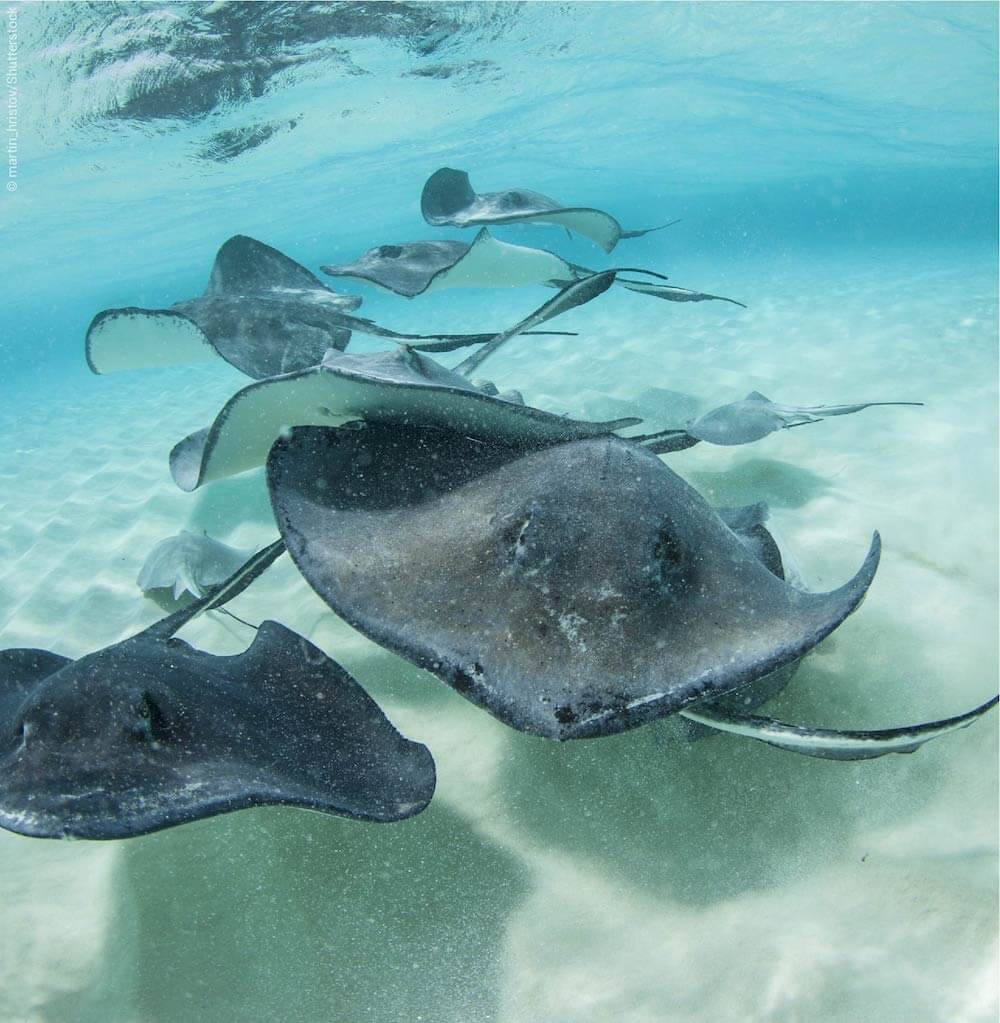 Snorkeling avec des raies