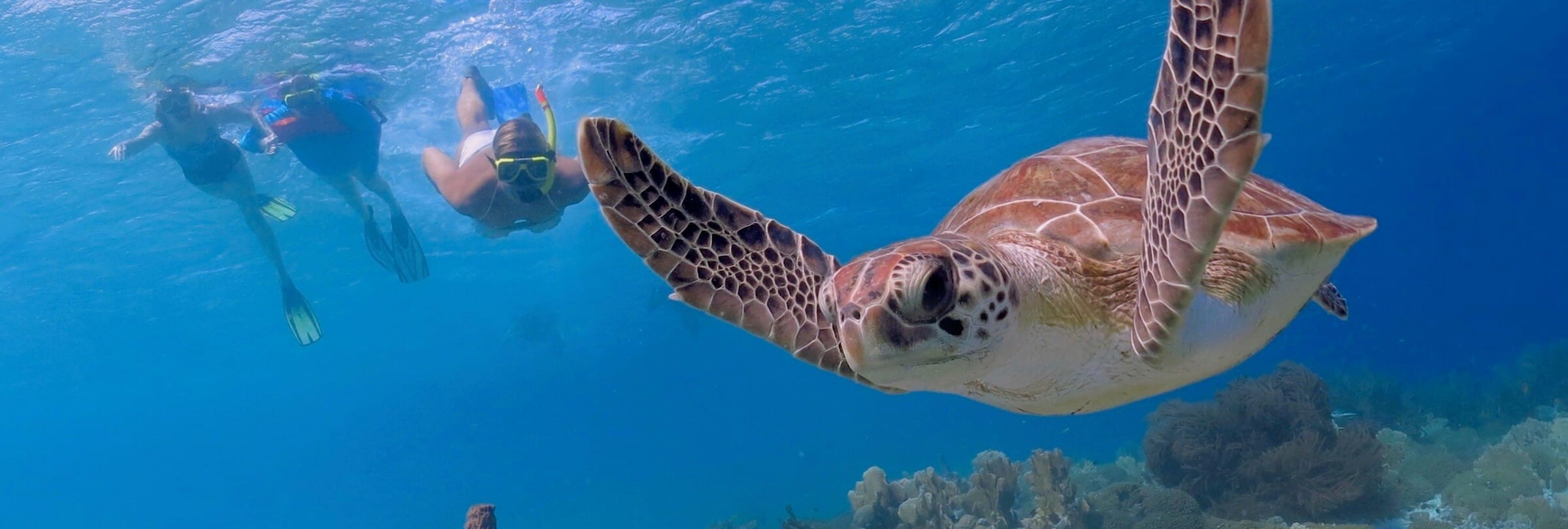 Snorkeling with sea turtles