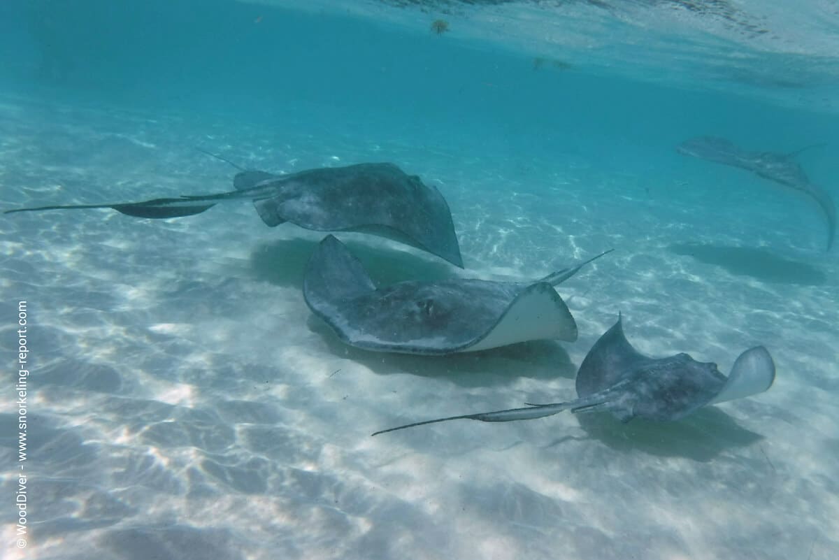 Southern stingrays at Stingray City