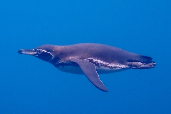 Spheniscus mendiculus